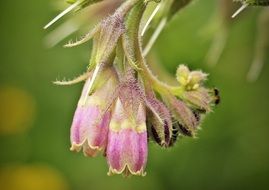 two-tone wild flower close-up