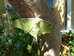 luna moth on a tree