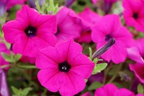 bright pink petunia with black core close-up