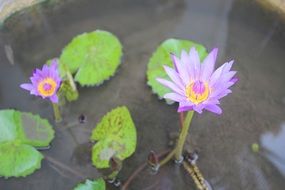 purple Water Lily Plant closeup