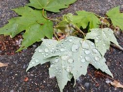 Dew on the colorful leaves on the ground
