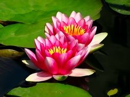 bright pink lotus