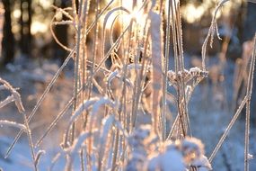 solar break through the branches in the snow