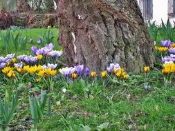 colorful spring crocuses under a tree in the park