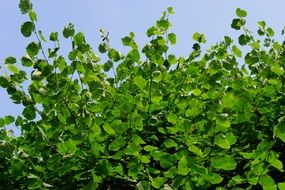 bright green leaves on a bush
