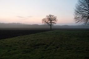 tree among arable land in the morning haze