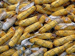 corn crop in France