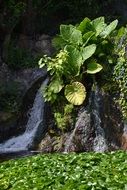 landscape near a jungle waterfall