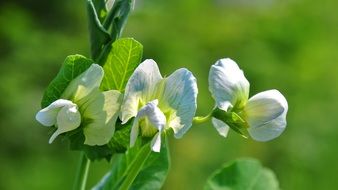 White Spring Nature Pea Bloom