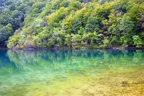 forest near plitvice lakes in national park in croatia