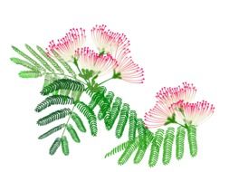 Picture of pink albizzia julibrissin