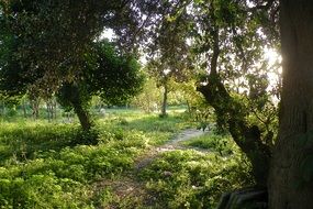 Grass Green Sunset