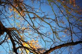 trees with autumn foliage close-up