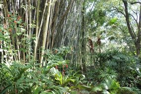 bamboo in the rainforest