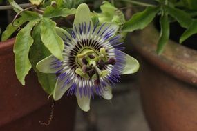 Beautiful passion flowers blossom