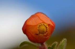 Ranunculaceae Montane Forest flower