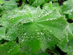 Raindrops on a green plant leaves