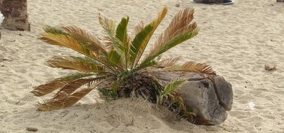 pleasant Beach Tree