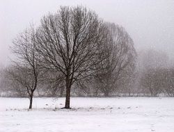 snow haze over the park