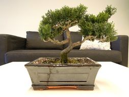 potted bonsai on a coffee table