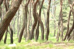 Beautiful and colorful pine grove at summer, curved tree trunks