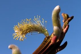 fluffy flowering of willow close up