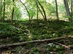 green moss in a clearing in the forest