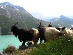 goats near a mountain lake