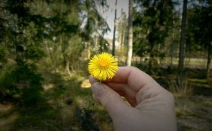 yellow dandelion in a man's hand