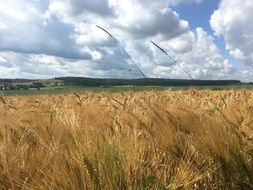 panorama of golden cereal field