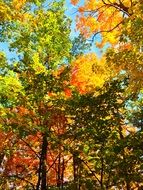 colorful trees in a wooded area in autumn