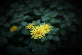 Beautiful perennial flowers blossom