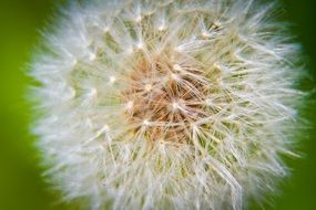 white ripe seed head of Dandelion close up