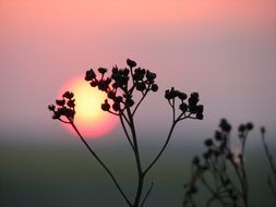 silhouette of plant inflorescences in pink twilight
