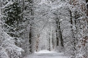 frost on tree branches along a forest road