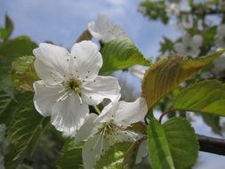 incomparable Cherry Blossom