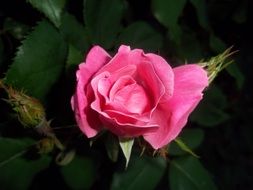 closeup photo of beautifil wild pink rose