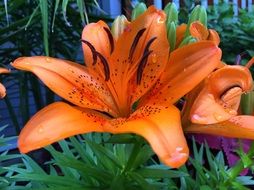 tiger lily as a decorative flower