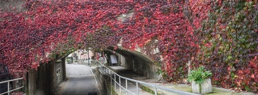 arched bridge in a colorful burgundy vine