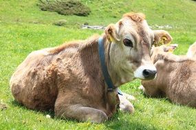 Alpine Cows Italy