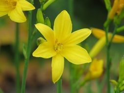 tender yellow flowers