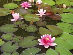 purple Water Lily Aquatic Plant in Pond