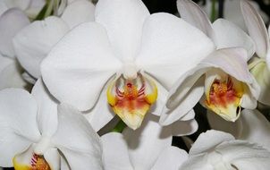 decorative white orchid