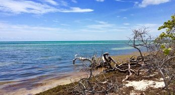 landscape of driftwood on the ocean coast