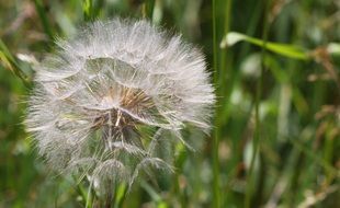 dandelion white seeds
