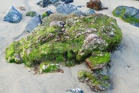 moss on stones on a sandy beach