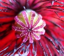 Poppy Plant macro photo