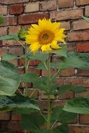 sunflower on a high stalk near a brick wall