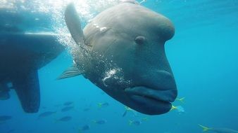 tropical fish in whitsundays