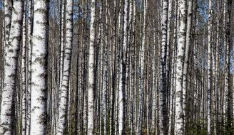 birch grove or birch forest